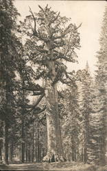 Grizzly Giant, Mariposa Grove Postcard