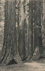 Large Trees Postcard