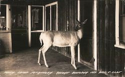 Patsy Camp McKinley Resort, Boulder Junction, Wisonsin Postcard