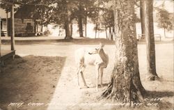 Camp McKinley Resort, Boulder Junction, Wisconsin Postcard