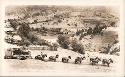 Mule Team Early Days Coulterville, CA Postcard Postcard Postcard