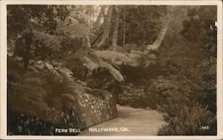 Fern Dell Postcard