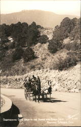 Sightseeing Goes Back to the Horse and Carriage Days Manitou Springs, CO Postcard Postcard Postcard