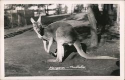 Kangaroo Australia Postcard Postcard Postcard