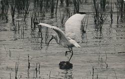 Crane (Bird) taking flight Postcard