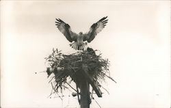 Birds in nest at top of utility pole Postcard