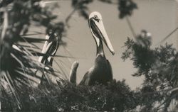 Pelicans in a Nest Florida Birds Postcard Postcard Postcard