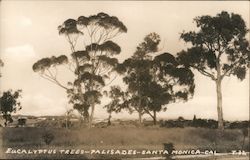 Eucalyptus Trees Palisades Postcard