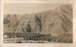 Date Garden Near Indio Postcard