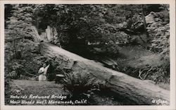 Nature's Redwood Bridge, Muir Woods Mill Valley, CA Postcard Postcard Postcard