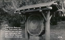 The California Redwood Tree, Muir Woods Mill Valley, CA Postcard Postcard Postcard