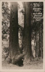 Hollow Twins, Bohemian Grove - Muir Woods National Monument Postcard