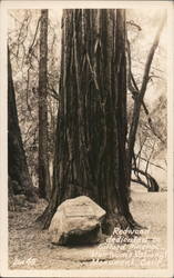 Redwood Dedicated to Gifford Pinchot, Muir Woods Postcard