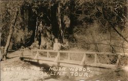 The Big Tree Muir Woods on the Gray Line Tour Mill Valley, CA Postcard Postcard Postcard