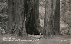 Giant Group Muir Woods National Monument Postcard