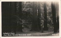 Cathedra Grove, Muir Woods National Monument, California Postcard