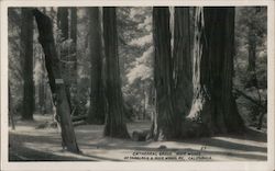 Cathedral Grove Muir Woods, Mt. Tamalpais and Muir Woods Rv, California Mill Valley, CA Postcard Postcard Postcard