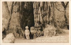 Hollow Redwood Tree Muirs Woods National Monument Postcard