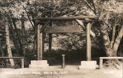 Gateway to Muir Woods Postcard