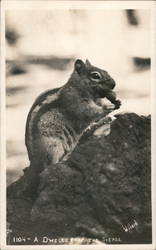 A Dweller of the Sierra - Chipmunk Postcard