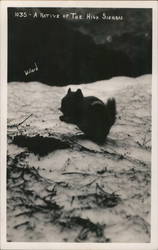 A Chipmunk in The High Sierras Postcard