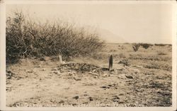 Rare: Grave Near Eagle Borax Death Valley, CA Willard Postcard Postcard Postcard