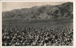 Telescope Peak From Devil's Golf Course Death Valley, CA Willard Postcard Postcard Postcard