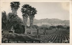 Furnace Creek Ranch Postcard