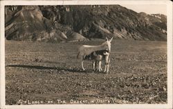 Lunch on the Desert, in Death Valley Cal California Willard Postcard Postcard Postcard