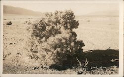 Desert Holly in Death Valley Postcard