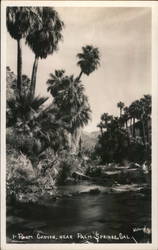 Palm Canyon Postcard