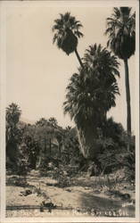 Palm Canyon near Palm Springs, California Willard Postcard Postcard Postcard