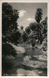 Palm Canyon, near Palm Springs, California Postcard