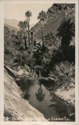 Palm Canyon near Palm Springs, California Willard Postcard Postcard Postcard