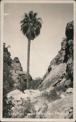 Lone Palm Andreas, Palm Springs, California Postcard