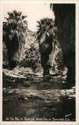 Palm Canyon Postcard