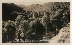 Palm Canyon Palm Springs, CA Willard Postcard Postcard Postcard