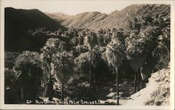 Palm Canyon Postcard