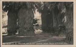 Circle of Palms Andreas Canyon Palm Springs, CA Willard Postcard Postcard Postcard