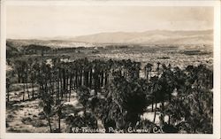 Thousand Palm Canyon Postcard