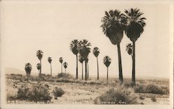 Twenty-Nine Palms Palm Springs, CA Willard Postcard Postcard Postcard