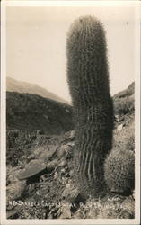 Barrell Cactus Near Palm Springs California Willard Postcard Postcard Postcard