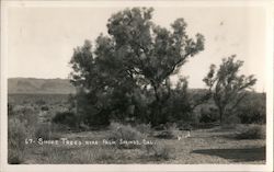 Smoke Trees near Palm Springs, California Postcard