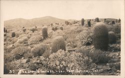 The Devil's Garden, near Palm Springs, California Postcard