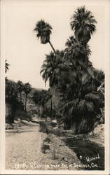 Palm Canyon Palm Springs, CA Willard Postcard Postcard Postcard