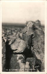 A Chuckwalla on the Dessert Postcard