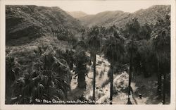 Palm Canyon Near Palm Springs Indio, CA Willard Postcard Postcard Postcard