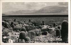 Devil's Garden Near Palm Springs California Willard Postcard Postcard Postcard