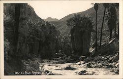 In Palm Canyon Near Palm Springs Postcard