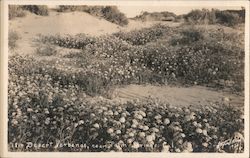 Desert Verbena Postcard